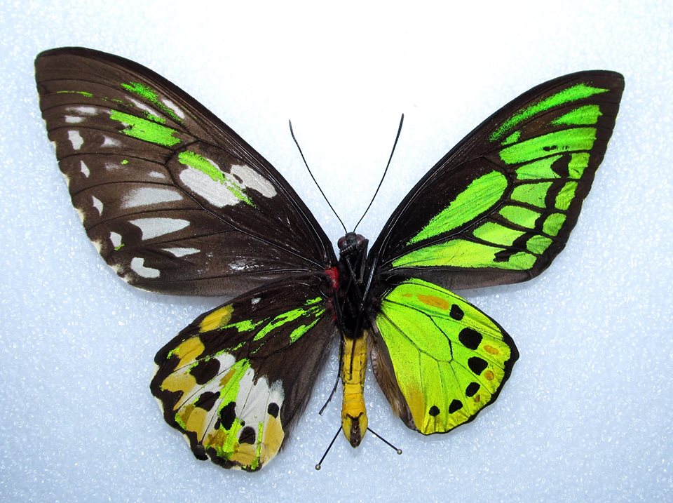 Ornithoptera priamus poseidon (gynandromorph - verso, Alex Bic) (Internet Image property of respective owner, non-commercial use only)